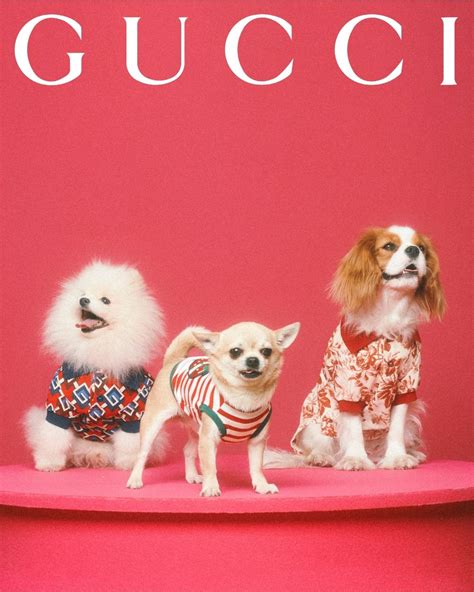 gucci pet limited edition 2017|gucci perfume limited edition 2020.